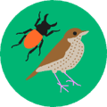 Picture of a bird and an insect in a green background